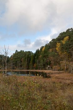 A gray autumn day in forest with many colors in the trees