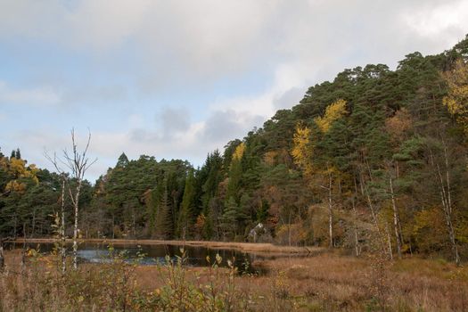 A gray autumn day in forest with many colors in the trees