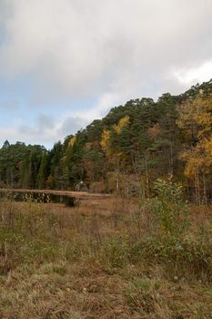 A gray autumn day in forest with many colors in the trees