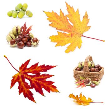 Collage from different autumn leaves, chestnuts and acorns