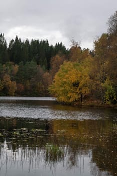 A gray autumn day in forest with many colors in the trees