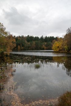 A gray autumn day in forest with many colors in the trees