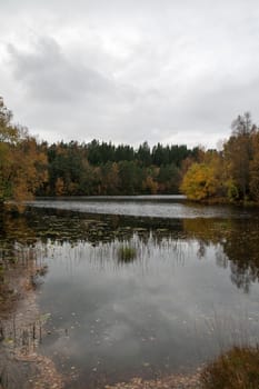 A gray autumn day in forest with many colors in the trees