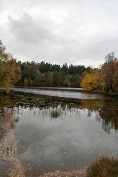 A gray autumn day in forest with many colors in the trees