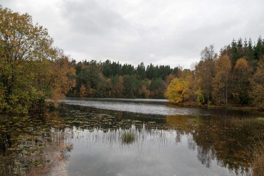 A gray autumn day in forest with many colors in the trees