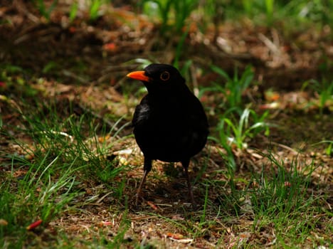 Common Blackbird sitting in grass