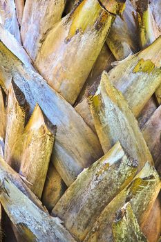 Generic image of royal palm coconut tree bark, diagonal leaf weave taken at Auroville Ashram in Pondicherry, Tamil Nadu, India