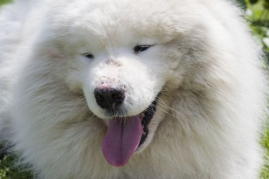 Samoyed dog closeup, large, long-haired white dog from Siberia