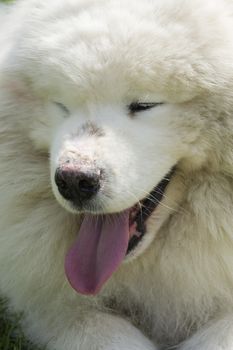 Samoyed dog closeup, large, long-haired white dog from Siberia