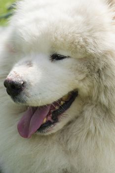 Samoyed dog closeup, large, long-haired white dog from Siberia
