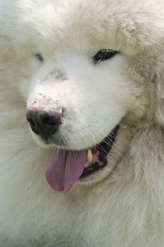 Samoyed dog closeup, large, long-haired white dog from Siberia