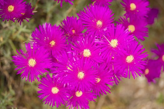 Pink flowers with yellow stamens of succulent plant