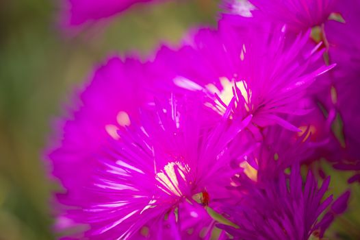 Pink flowers with yellow stamens of succulent plant