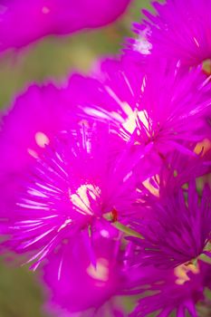 Pink flowers with yellow stamens of succulent plant