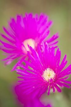 Pink flowers with yellow stamens of succulent plant