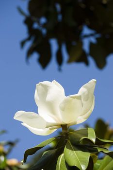 White Magnolia grandiflora flower in the sun with blue sky