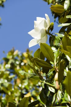 White Magnolia grandiflora flower in the sun with blue sky