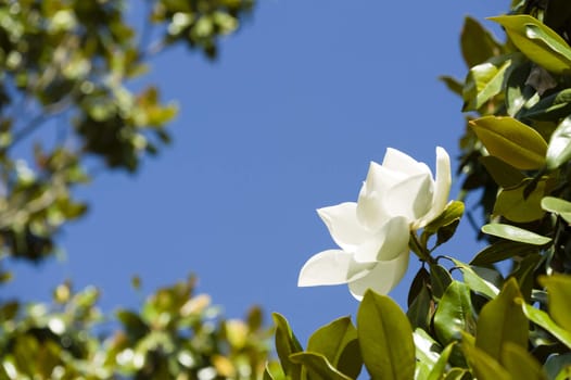 White Magnolia grandiflora flower in the sun with blue sky