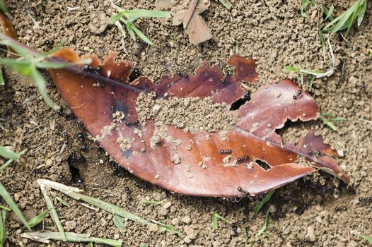 Black ants on a brown dead leaf
