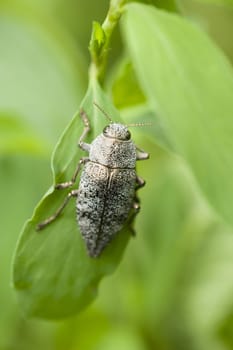 Gray insect coleptoron on green leaf