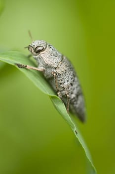 Gray insect coleptoron on green leaf
