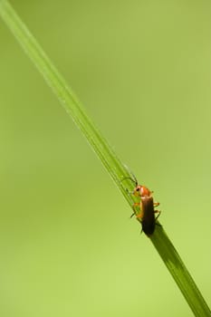 Orange and black insect coleopteron on green leaf