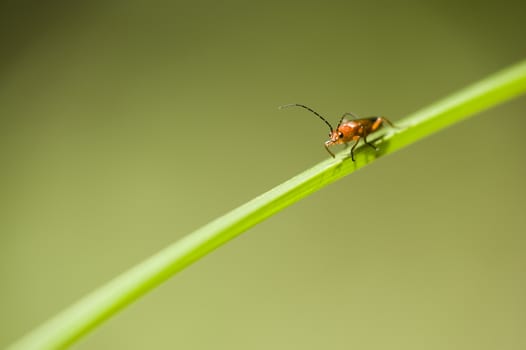 Orange and black insect coleopteron on green leaf