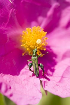 Green insect coleopteron on rock rose pink flower
