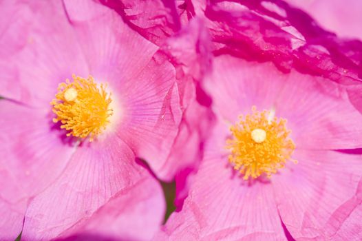 Rock-rose pink flowers with yellow stamens and pistils