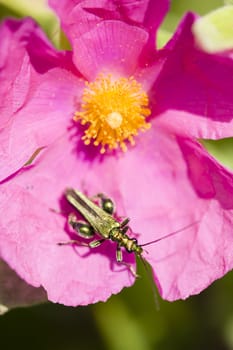 Green insect coleopteron on rock rose pink flower