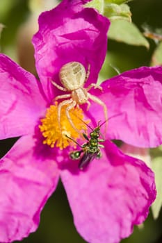 Green insect coleopteron on rock rose pink flower