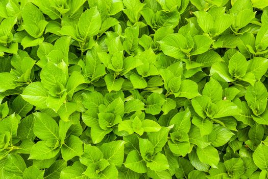 green fresh round leaves background