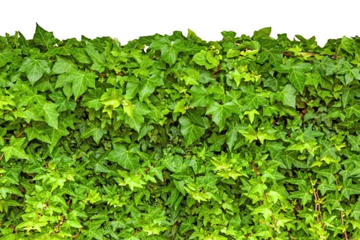 Ivy isolated on white background