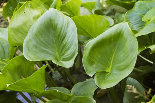 Plants Calla palustris  in June the in pond