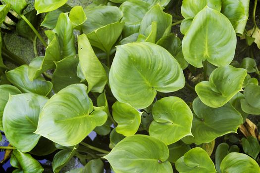 Plants Calla marsh  in June the in pond