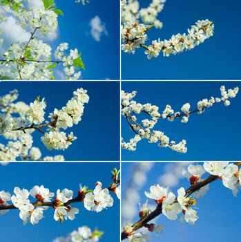 collage of images of blooming branches on a background of the sky