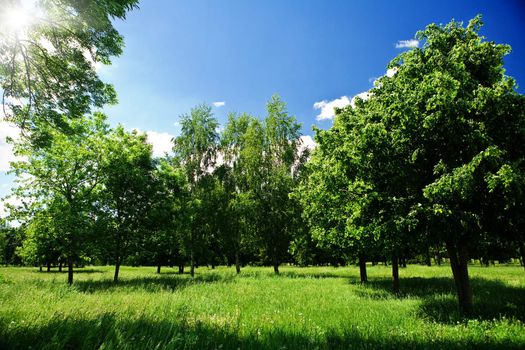Green glade in forest