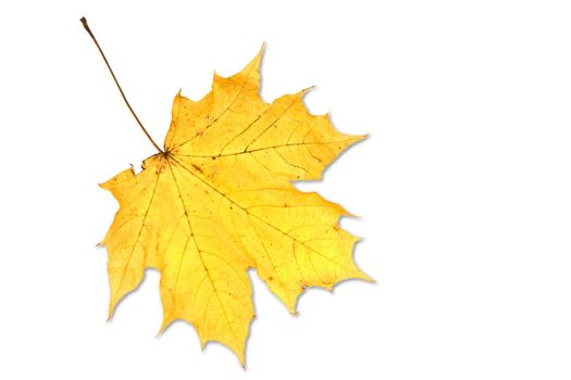 leaf on white