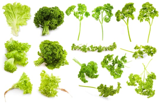 plants of parsley and salad collage