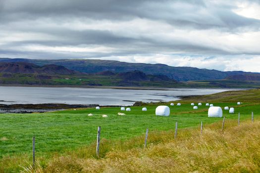 Hay bales in white plastic on the meadow. Iceland