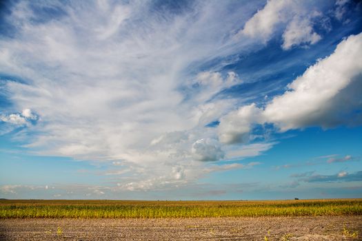 view on corn field