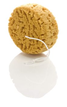 yellow sponge