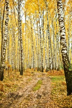 birch forest
