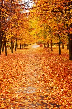 orange autumn alley