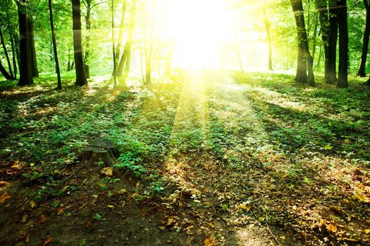 sunrise in gren forest