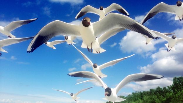 Flock of Seagulls Fly over the Blue Sky