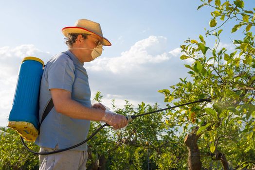 Agricultural worker in a citrus plantation spraying pesticide