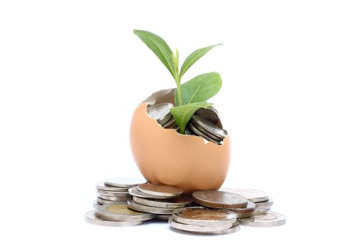 Money tree growing from the coins inside egg.  Money financial concept.