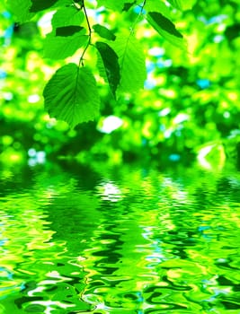 leaves and water