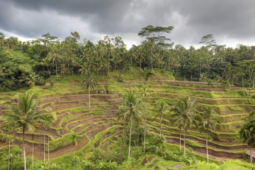 Rice terrace fields in Bali Indonesia